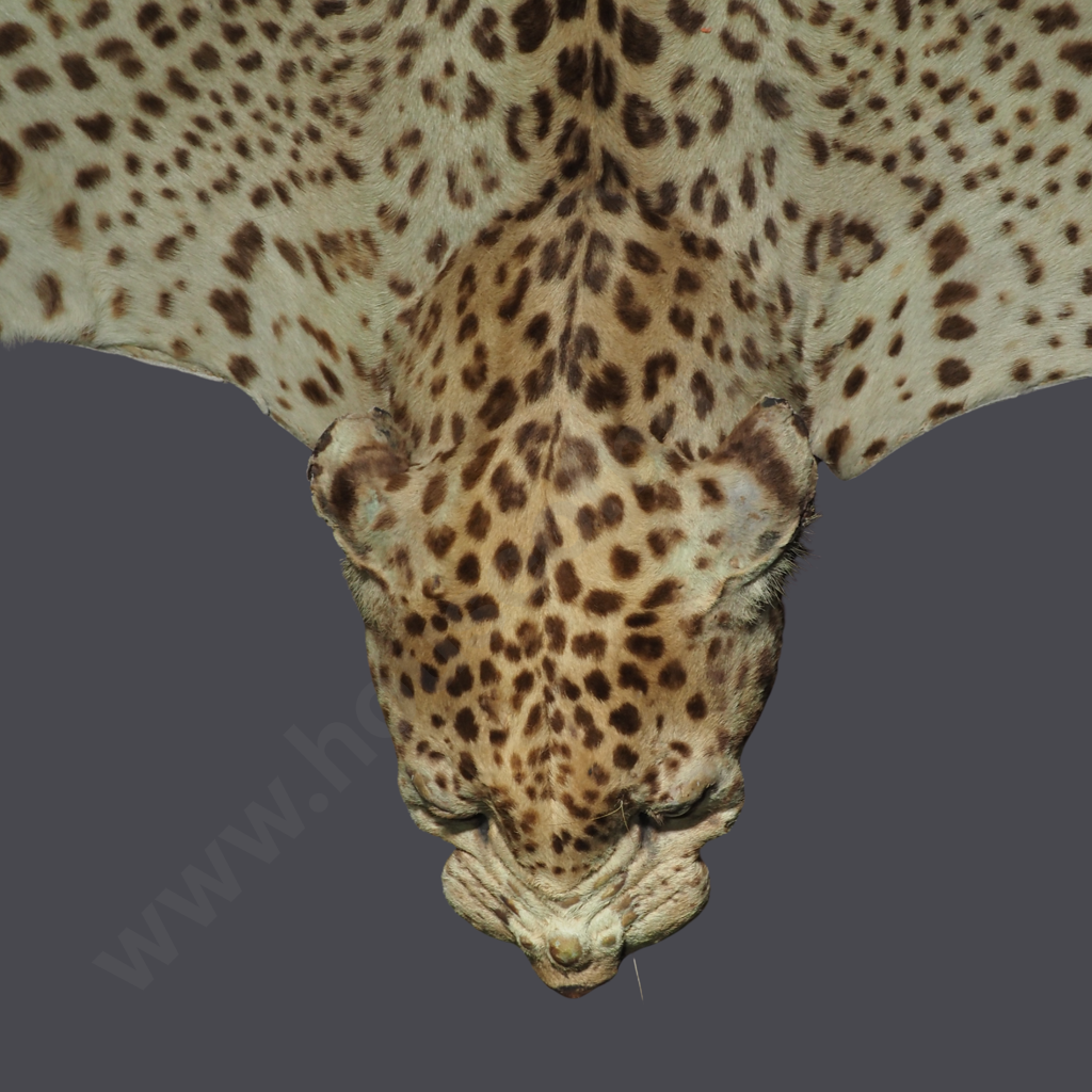 Vintage Taxidermy Leopard Skin Rug Featuring A Mounted Head w Glass Eyes Image 1++