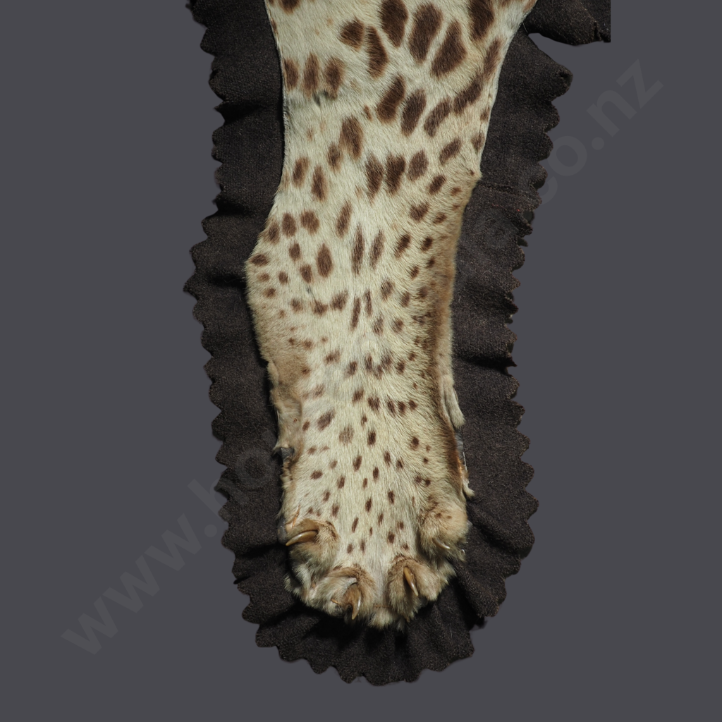 Vintage Taxidermy Leopard Skin Rug Featuring A Mounted Head w Glass Eyes Image 1++