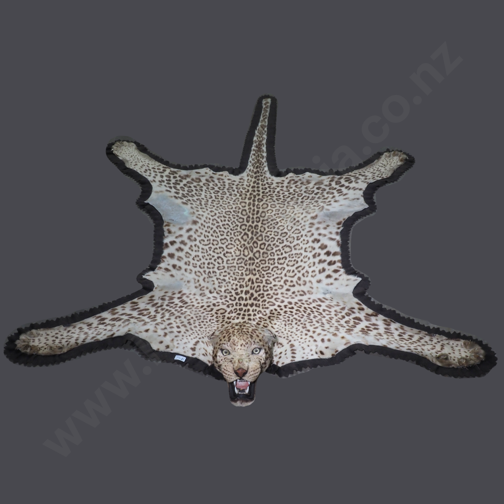 Vintage Taxidermy Leopard Skin Rug Featuring A Mounted Head w Glass Eyes Image 1++