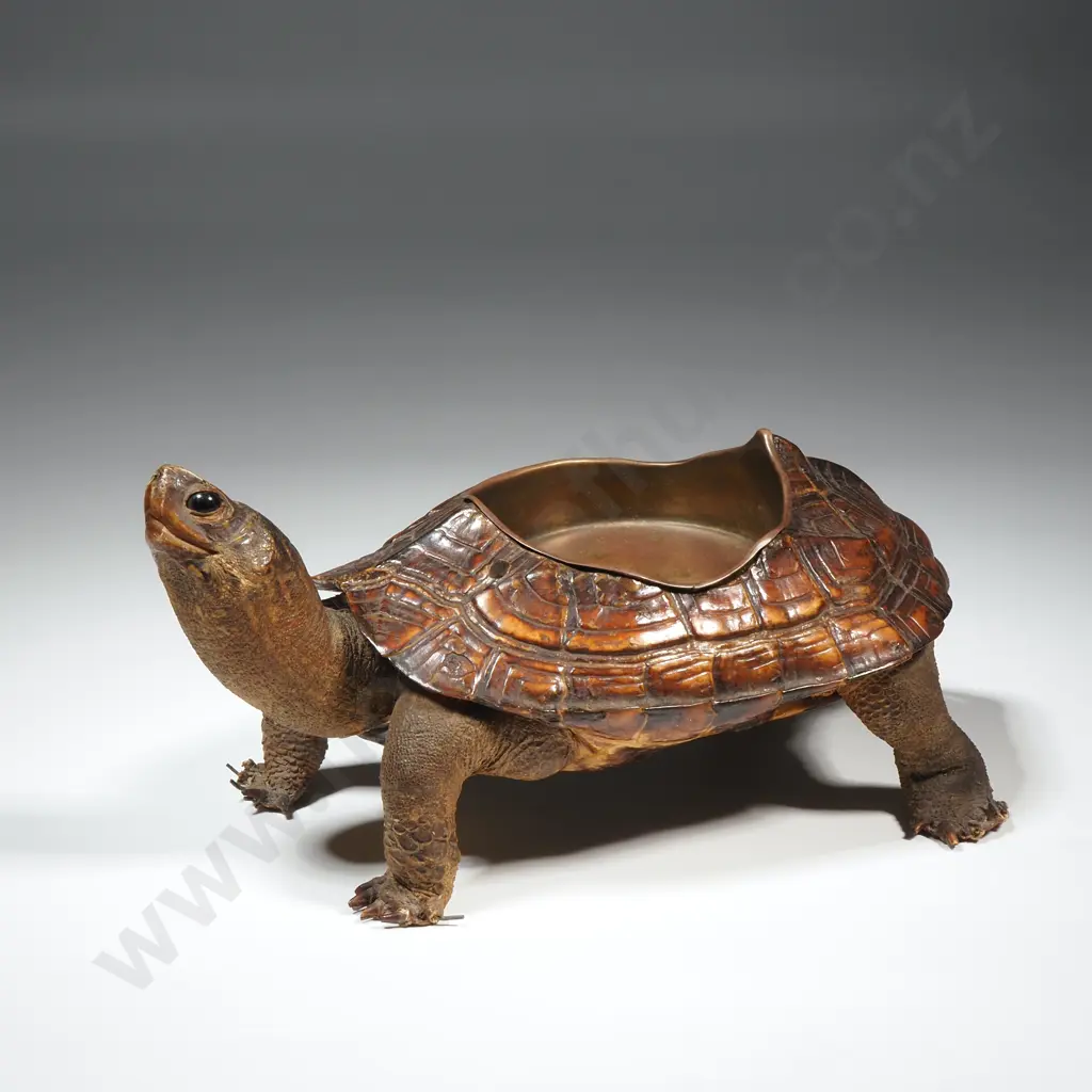 Antique Victorian Taxidermy Tortoise Ashtray Image 1++