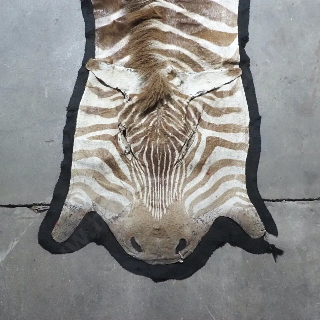 Stunning Zebra Hide Rug Image 1++