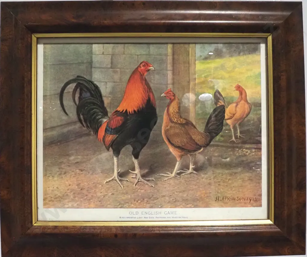 Pair of Framed Old English Game Prints Featuring Cockerels & Chickens Image 1++