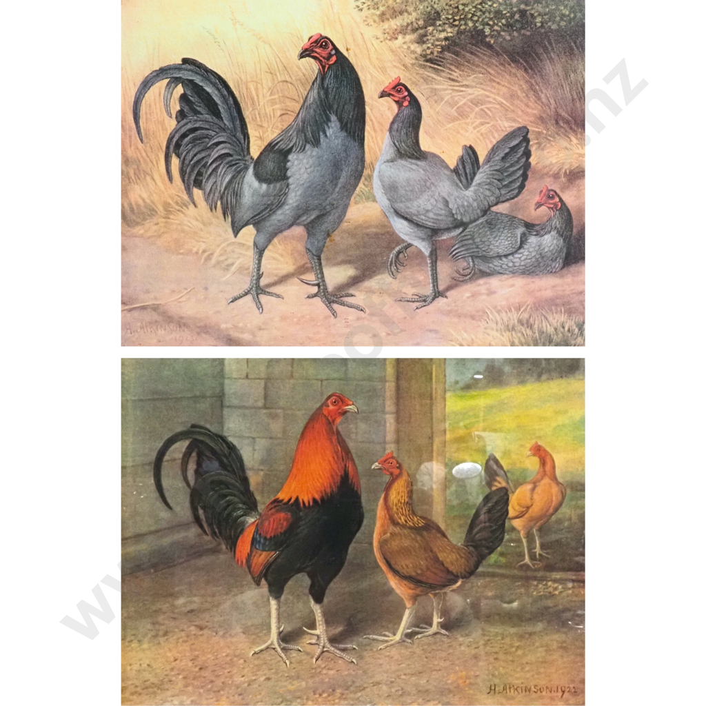 Pair of Framed Old English Game Prints Featuring Cockerels & Chickens Image 1++