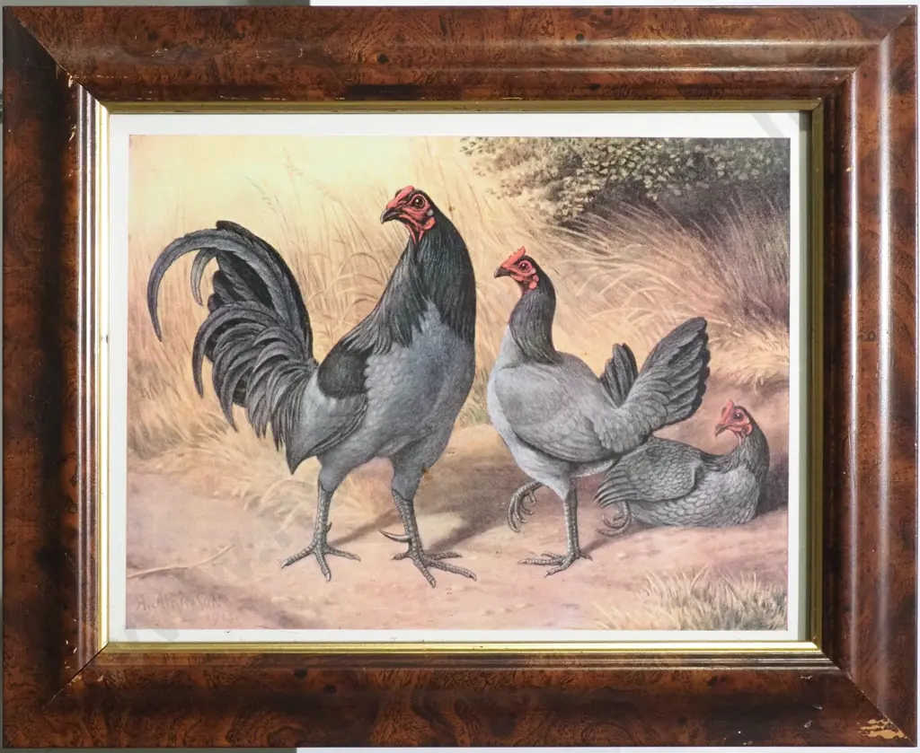 Pair of Framed Old English Game Prints Featuring Cockerels & Chickens Image 1++