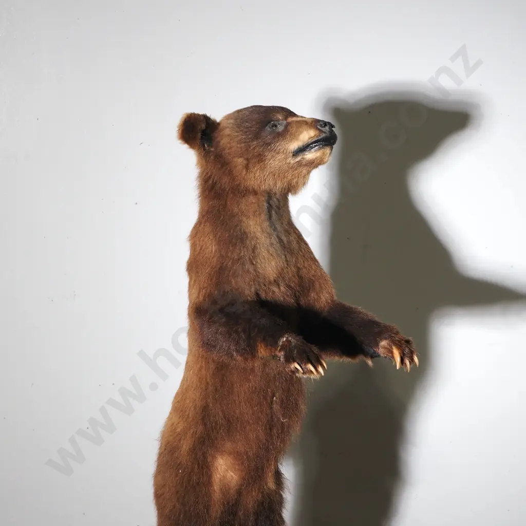 Dainty Full Standing Taxidermy Brown Bear Cub Image 1++