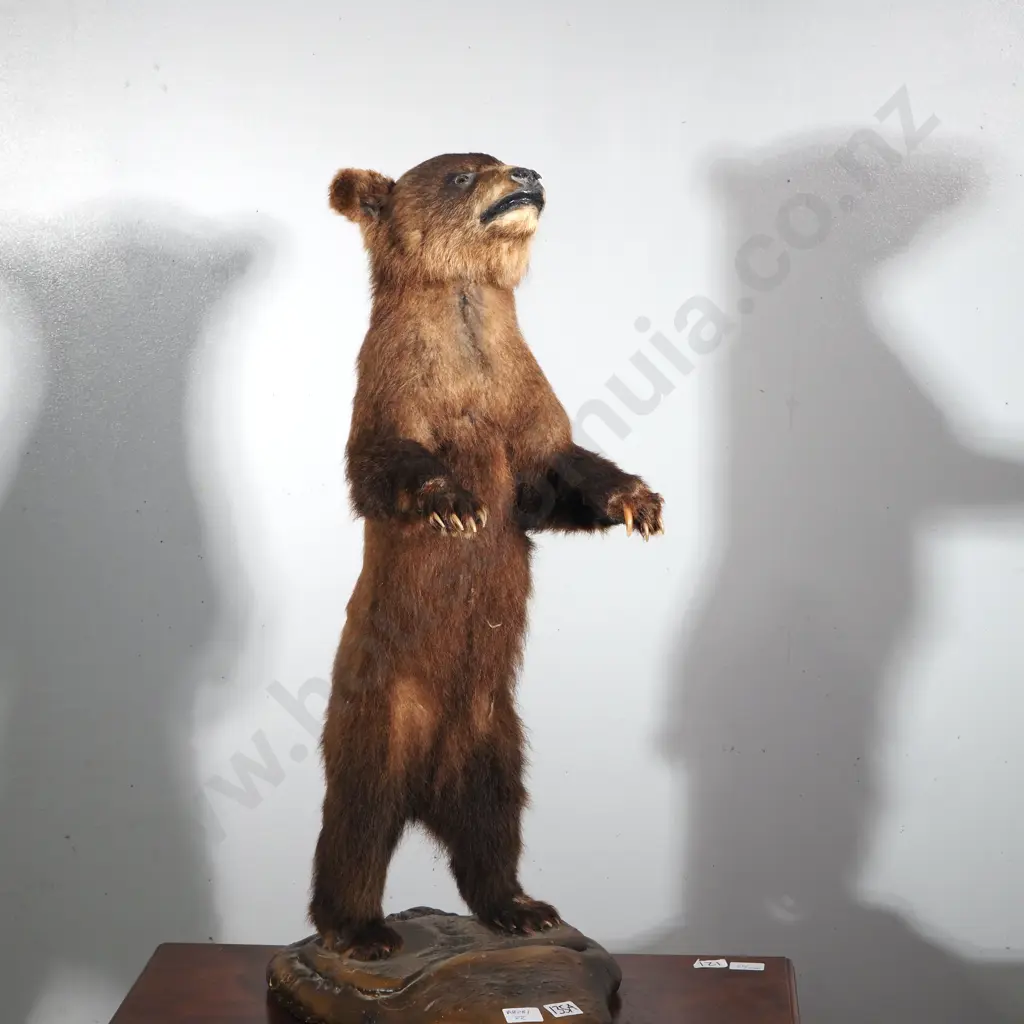 Dainty Full Standing Taxidermy Brown Bear Cub Image 1++