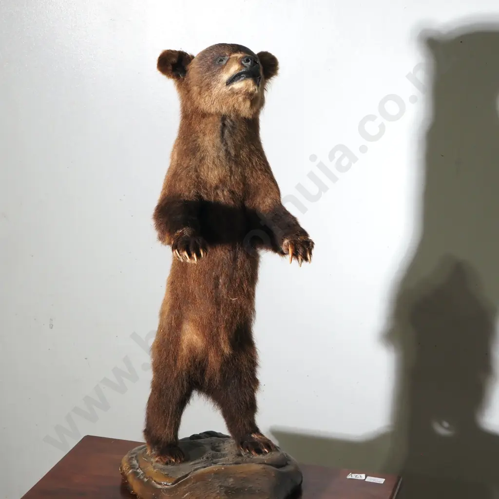 Dainty Full Standing Taxidermy Brown Bear Cub Image 1++