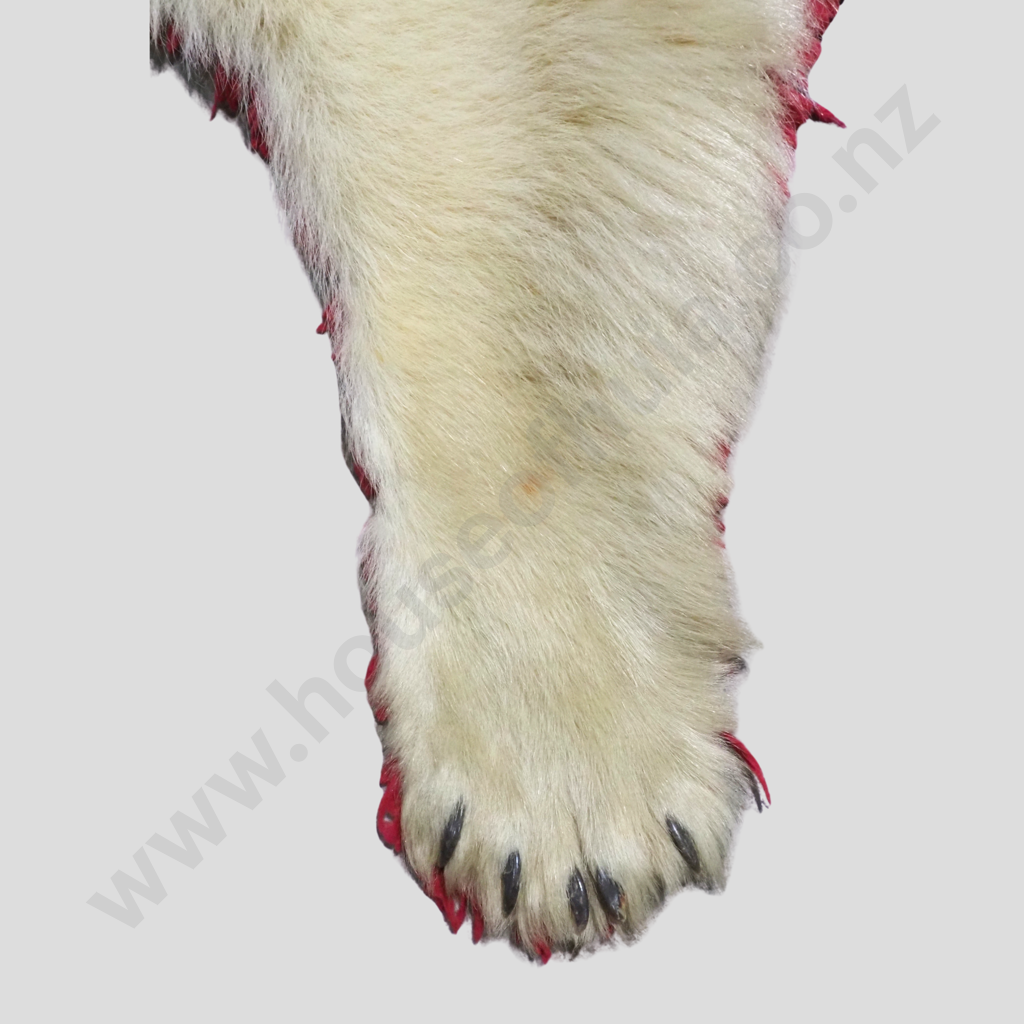Rare Full Polar Bear Skin Rug with Mounted Head & Paws Image 1++