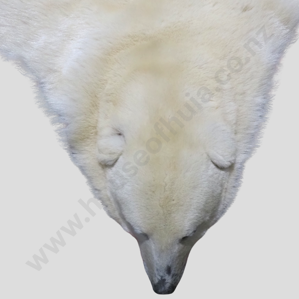 Rare Full Polar Bear Skin Rug with Mounted Head & Paws Image 1++