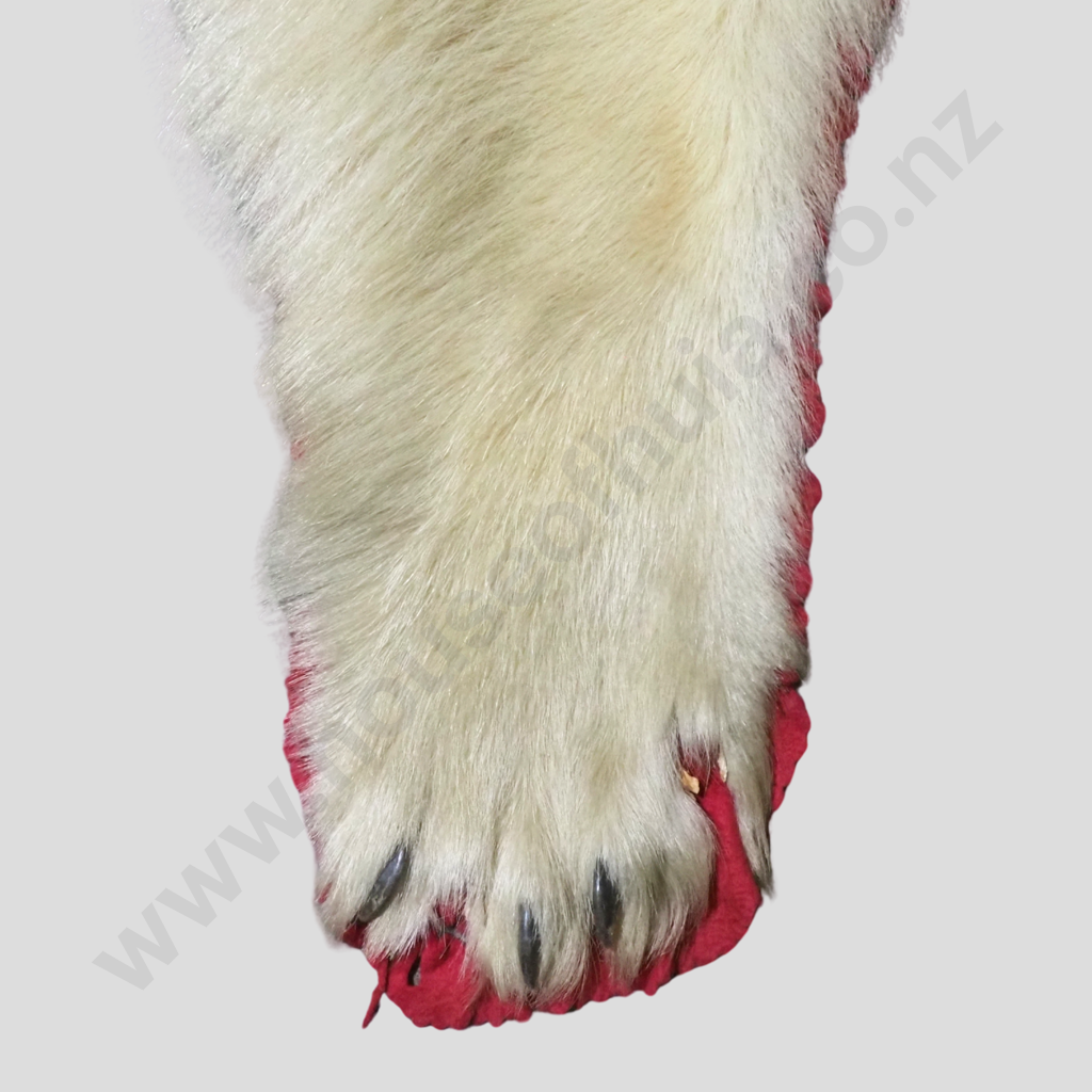 Rare Full Polar Bear Skin Rug with Mounted Head & Paws Image 1++