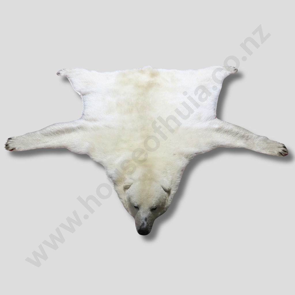 Rare Full Polar Bear Skin Rug with Mounted Head & Paws Image 1++
