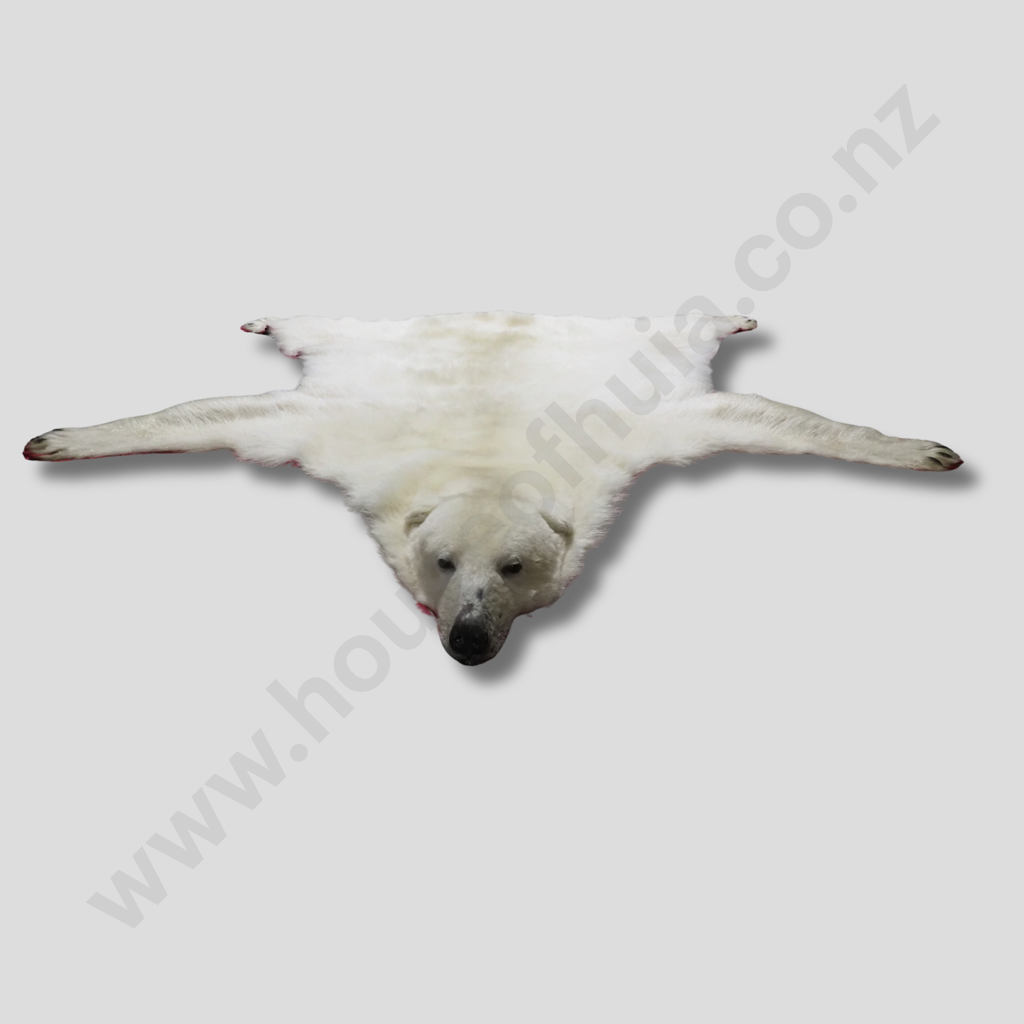 Rare Full Polar Bear Skin Rug with Mounted Head & Paws Image 1++