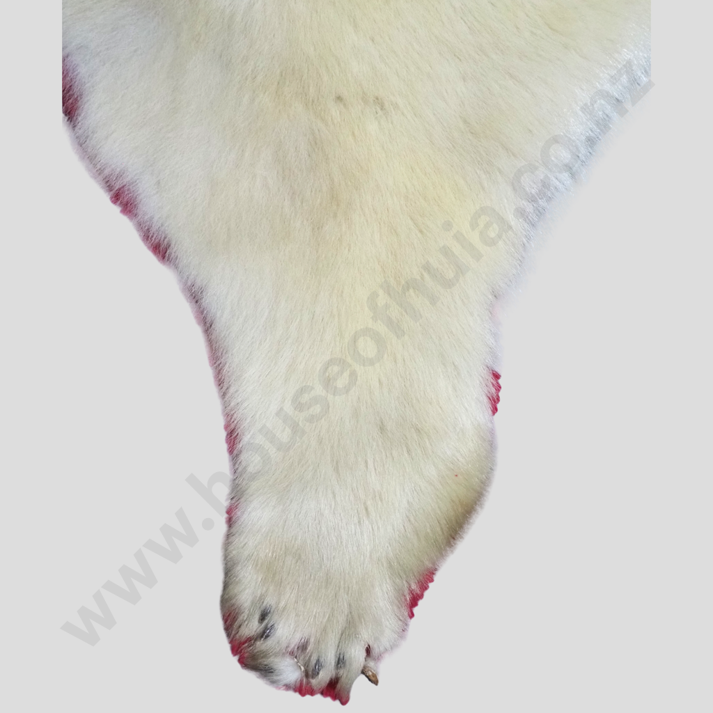 Rare Full Polar Bear Skin Rug with Mounted Head & Paws Image 1++