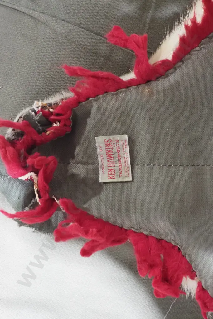 Rare Full Polar Bear Skin Rug with Mounted Head & Paws Image 1++