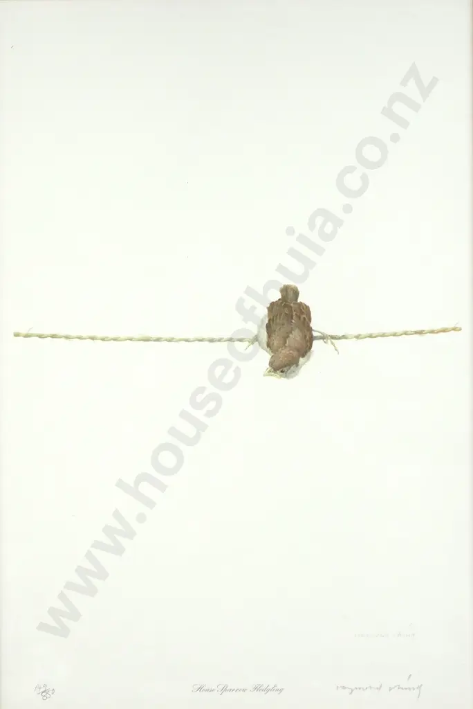 Raymond Ching - House Sparrow Fledgling, Pencil Image 1++