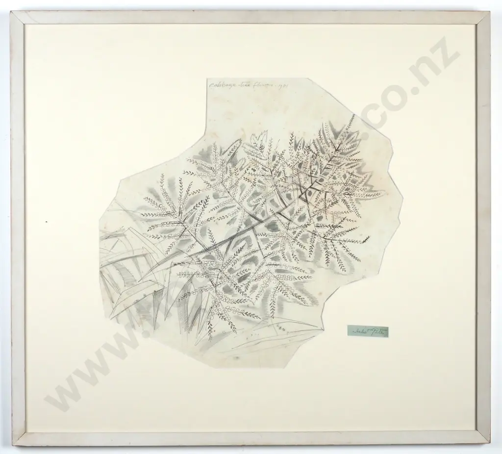 Juliet Peter - Cabbage-Tree Flower, Graphite and ballpoint (1981) Image 1++