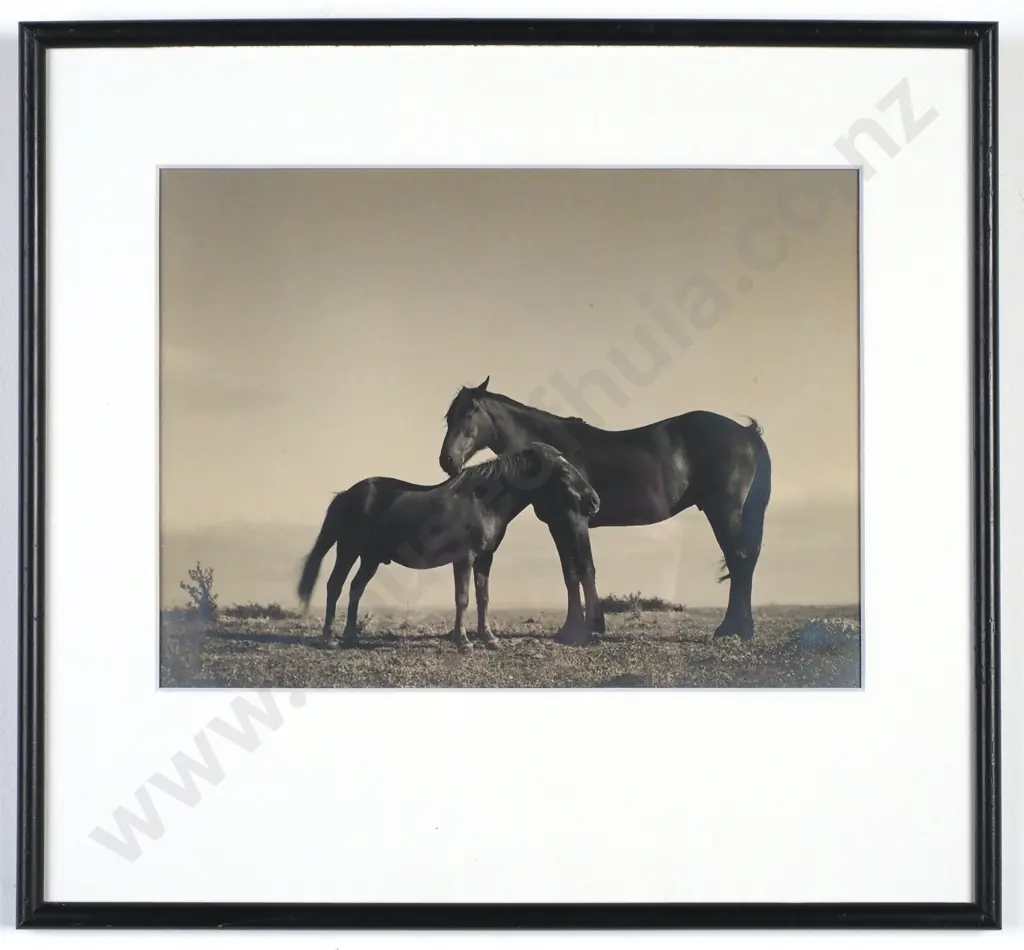 Photographer Unknown - Horses on One Tree Hill, Silver Gelatin Photograph (c. 1930s) Image 1++