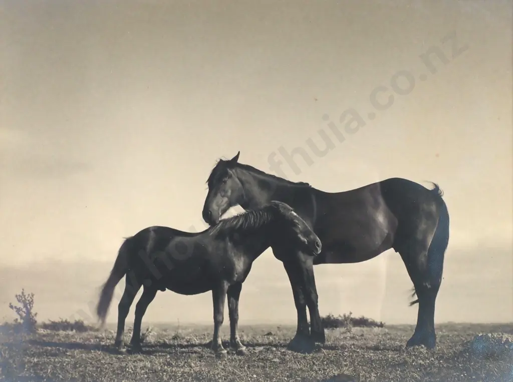 Photographer Unknown - Horses on One Tree Hill, Silver Gelatin Photograph (c. 1930s) Image 1++