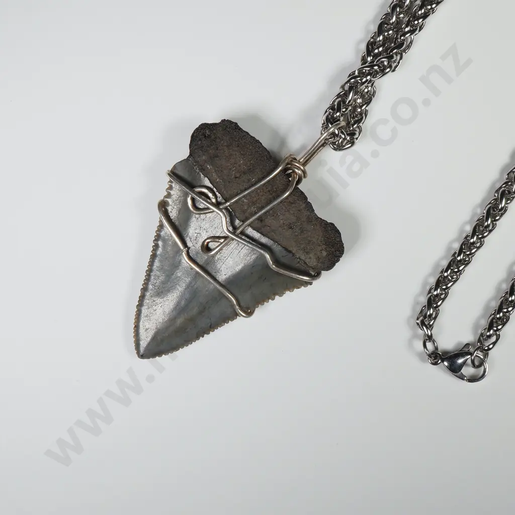 Megalodon Tooth on Stainless Steel Wheat Link Chain Image 1++