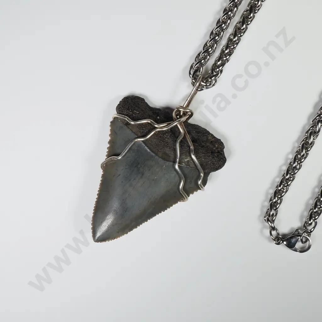 Megalodon Tooth on Stainless Steel Wheat Link Chain Image 1++