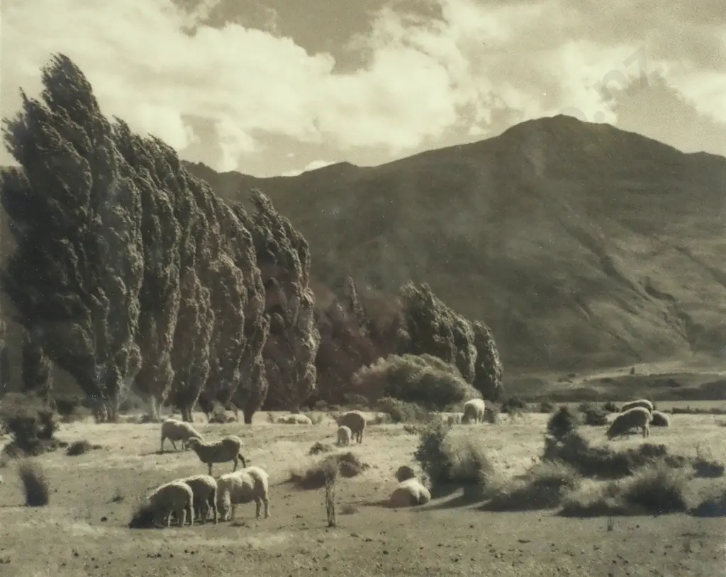 George Chance - Pasture, Wanaka, Silver Gelatin Print Image 1++