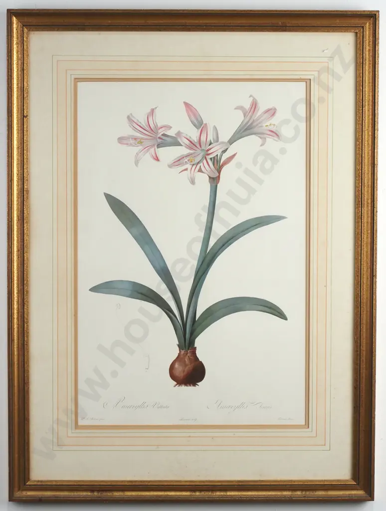 Vintage Print 'Amaryllis Vittata' by Pierre Redoute Image 1++