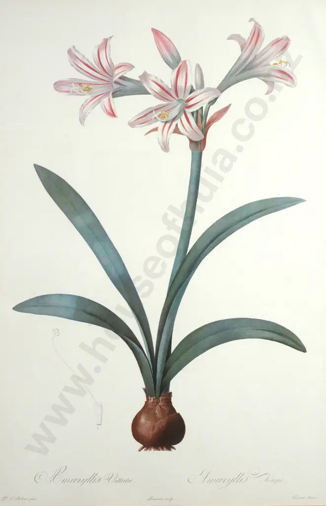 Vintage Print 'Amaryllis Vittata' by Pierre Redoute Image 1++