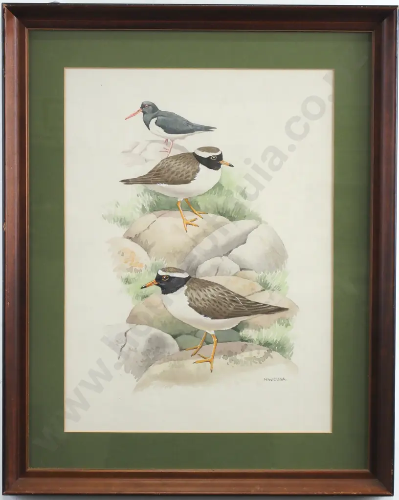 N W Cusa, 'Oyster Catchers, Watercolour Image 1++