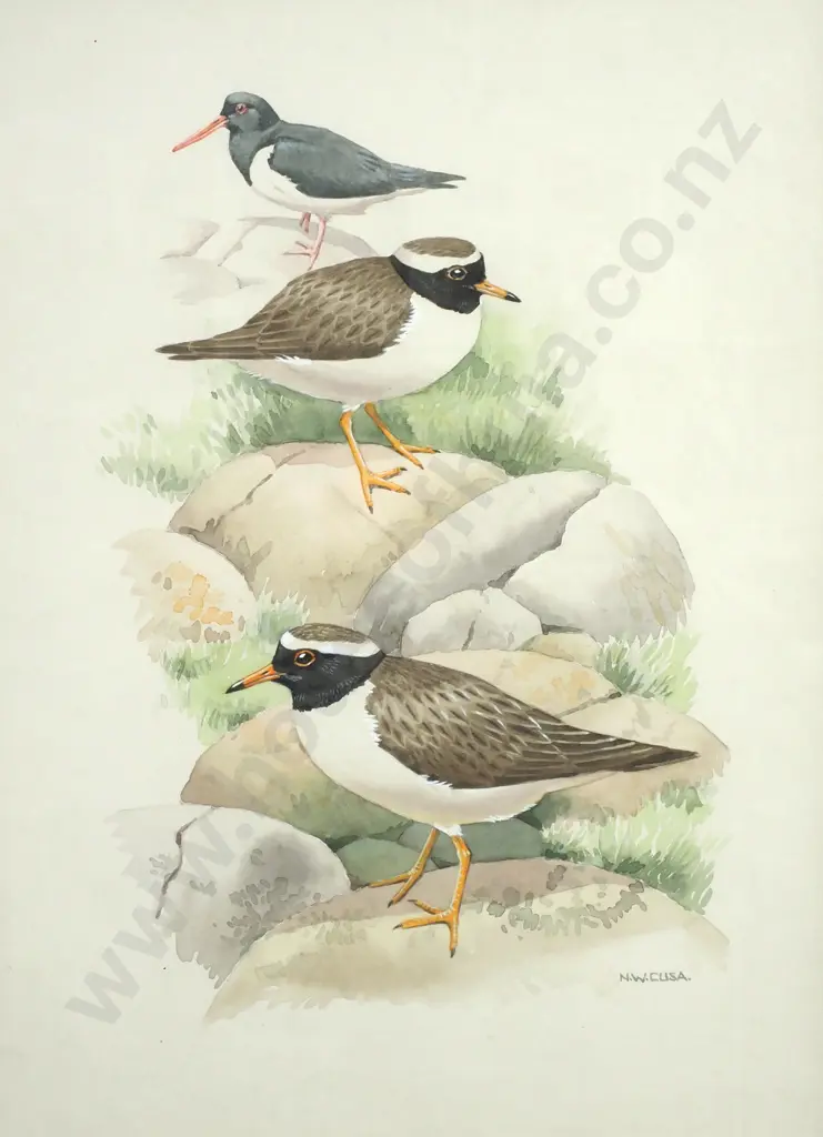 N W Cusa, 'Oyster Catchers, Watercolour Image 1++