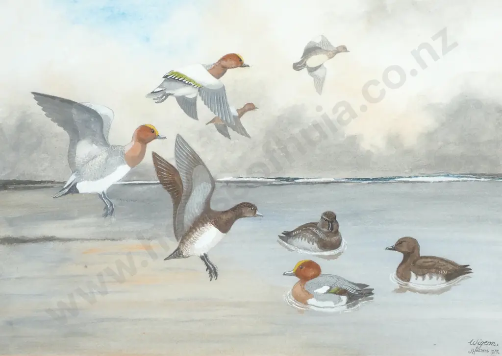 J Holden - Wigeon, Watercolour Image 1++