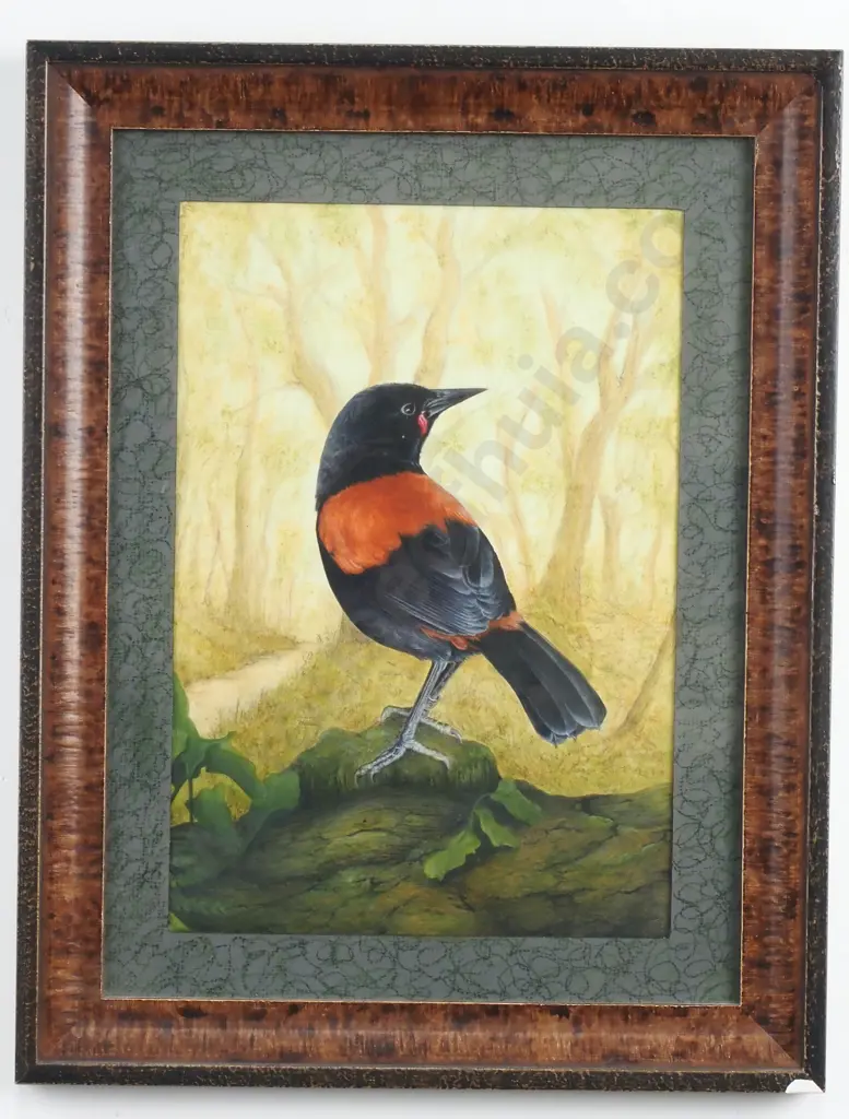Steve Miller? - NZ Saddleback, Mixed Media Image 1++