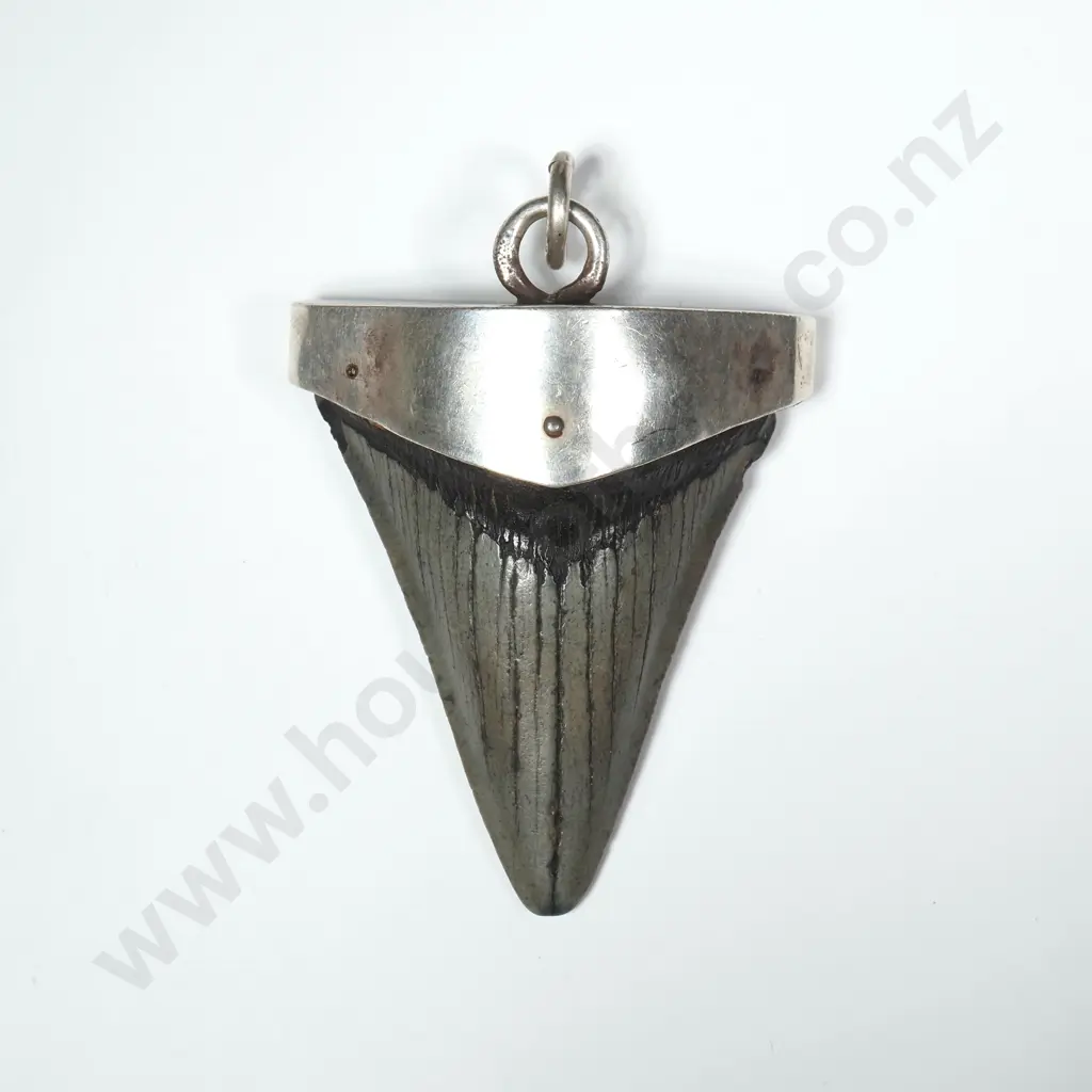 Huge Sterling Silver Mounted Fossilised Shark's Tooth Pendant Image 1++