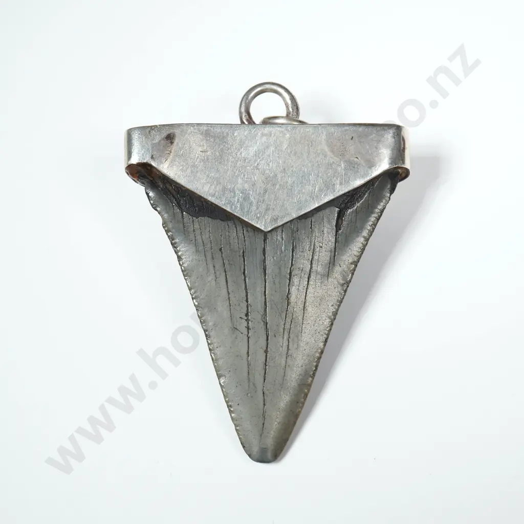 Huge Sterling Silver Mounted Fossilised Shark's Tooth Pendant Image 1++