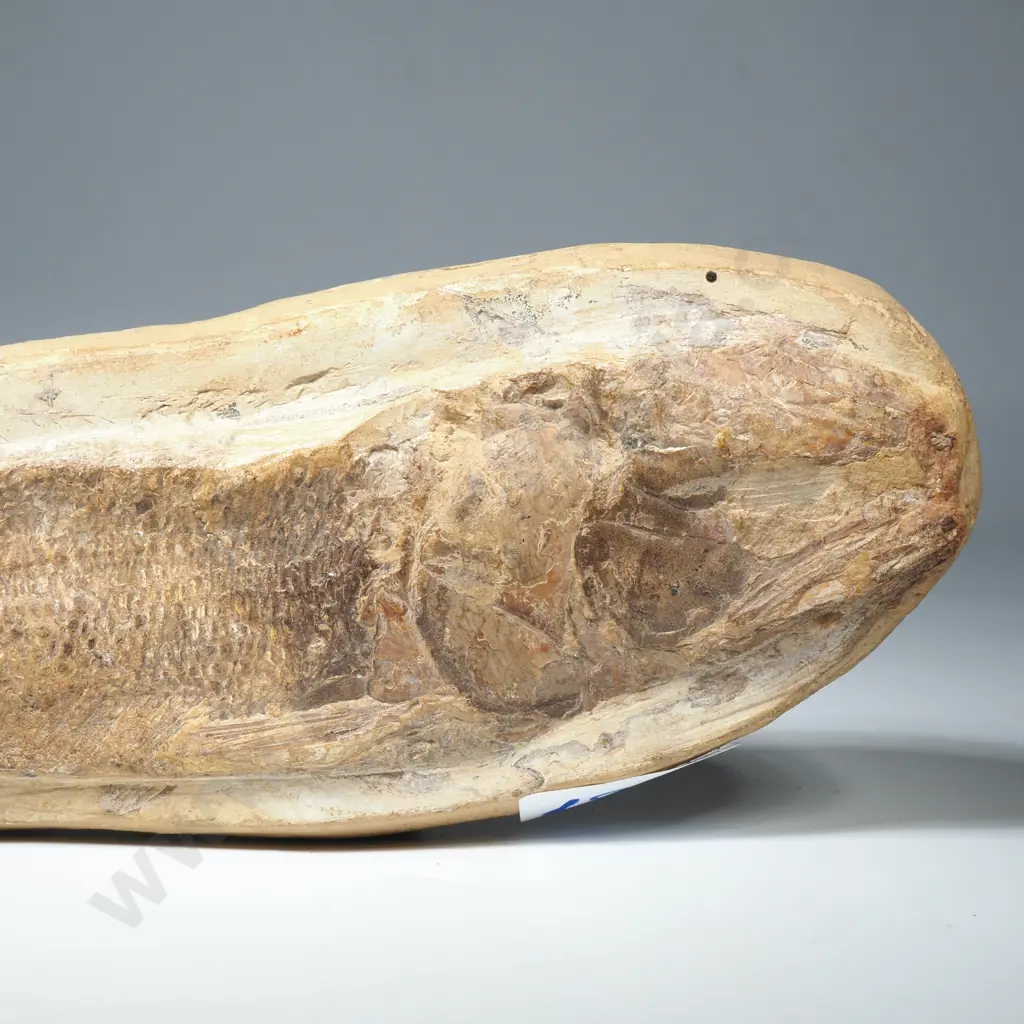Fossilized Fish Preserved in Concretion Image 1++