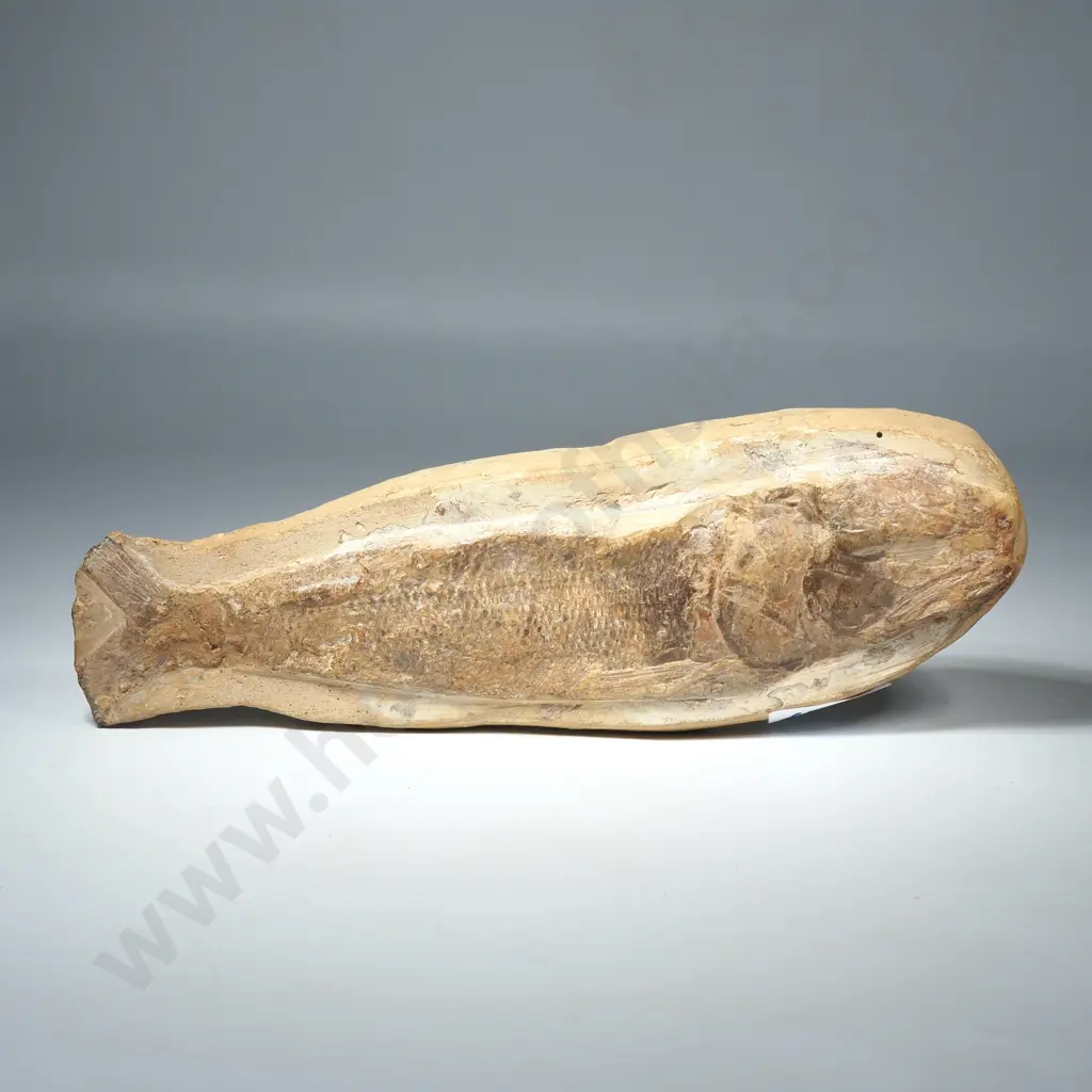 Fossilized Fish Preserved in Concretion Image 1++