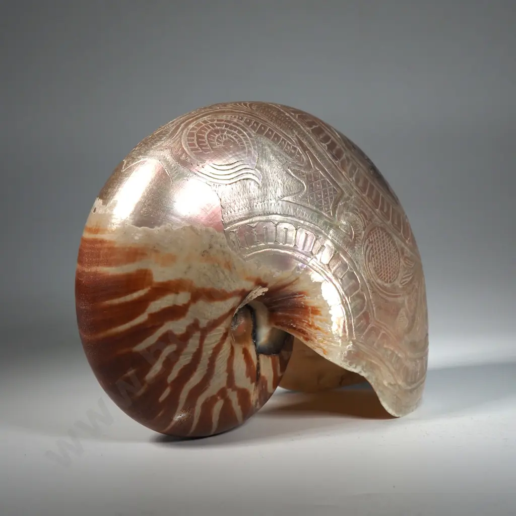 Antique Carved Nauitlus Shell: Carved Bust of Queen Alexander Image 1++