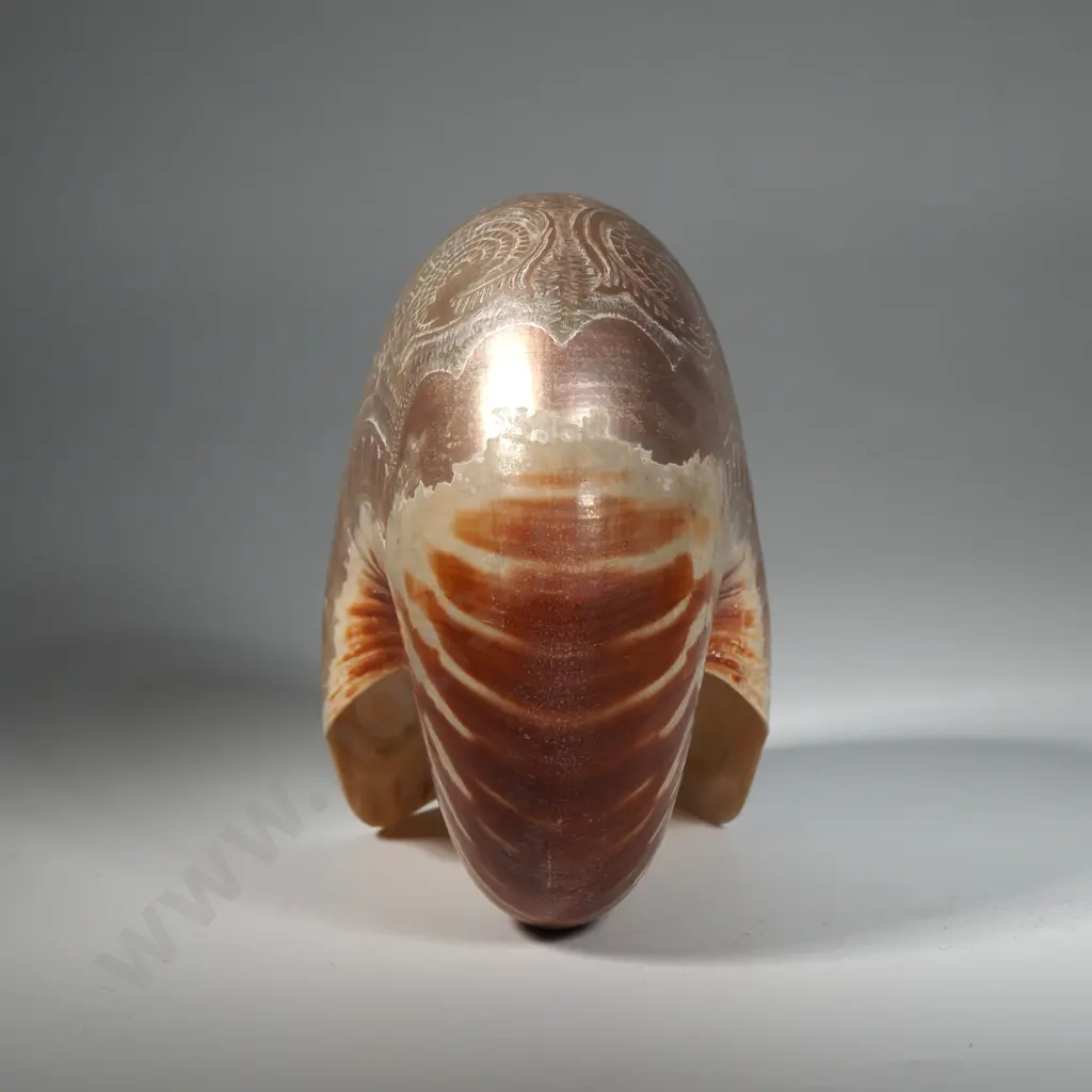 Antique Carved Nauitlus Shell: Carved Bust of Queen Alexander Image 1++