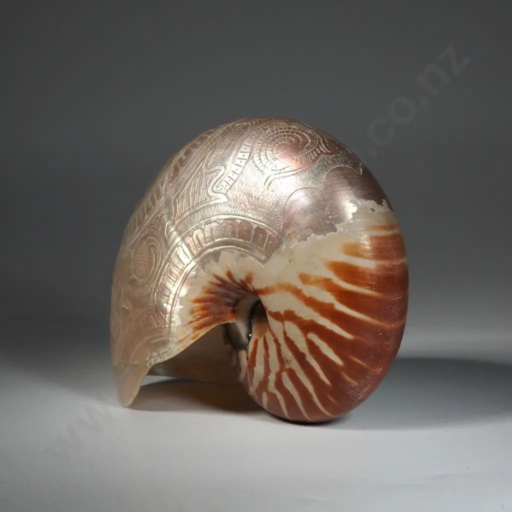 Antique Carved Nauitlus Shell: Carved Bust of Queen Alexander Image 1++