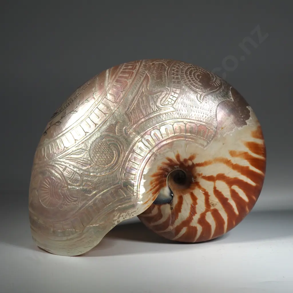 Antique Carved Nauitlus Shell: Carved Bust of Queen Alexander Image 1++