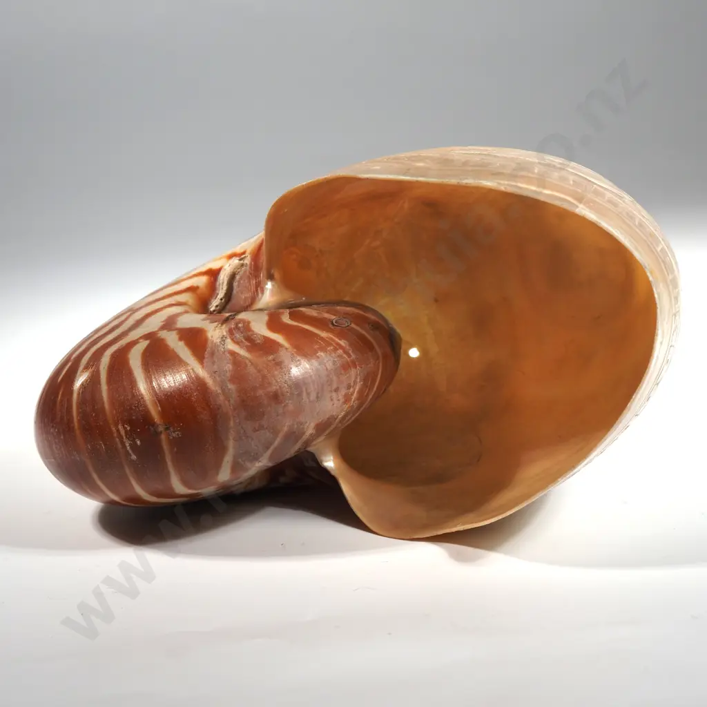 Antique Carved Nauitlus Shell: Carved Bust of Queen Alexander Image 1++