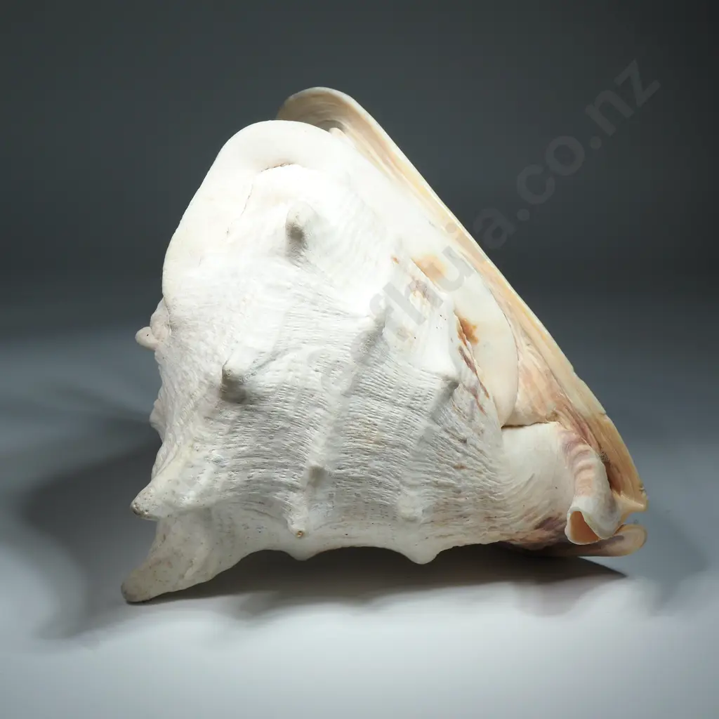 Giant Helmet Snail Sea Shell - 230mm Image 1++