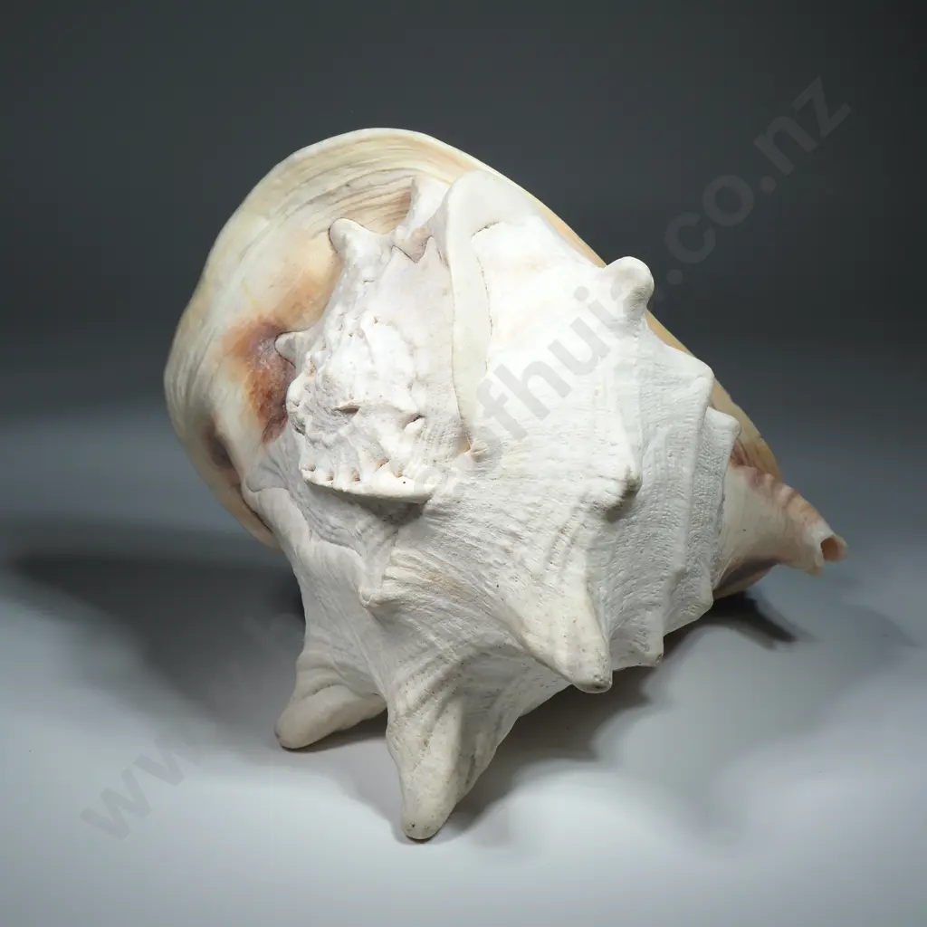Giant Helmet Snail Sea Shell - 230mm Image 1++