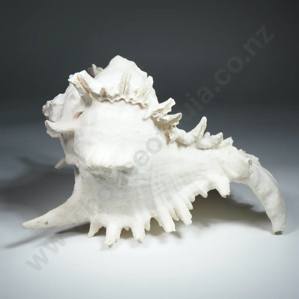 Giant Murex Ramosus Sea Shell - 240mm Image 1++