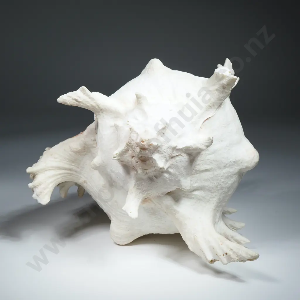 Giant Murex Ramosus Sea Shell - 240mm Image 1++