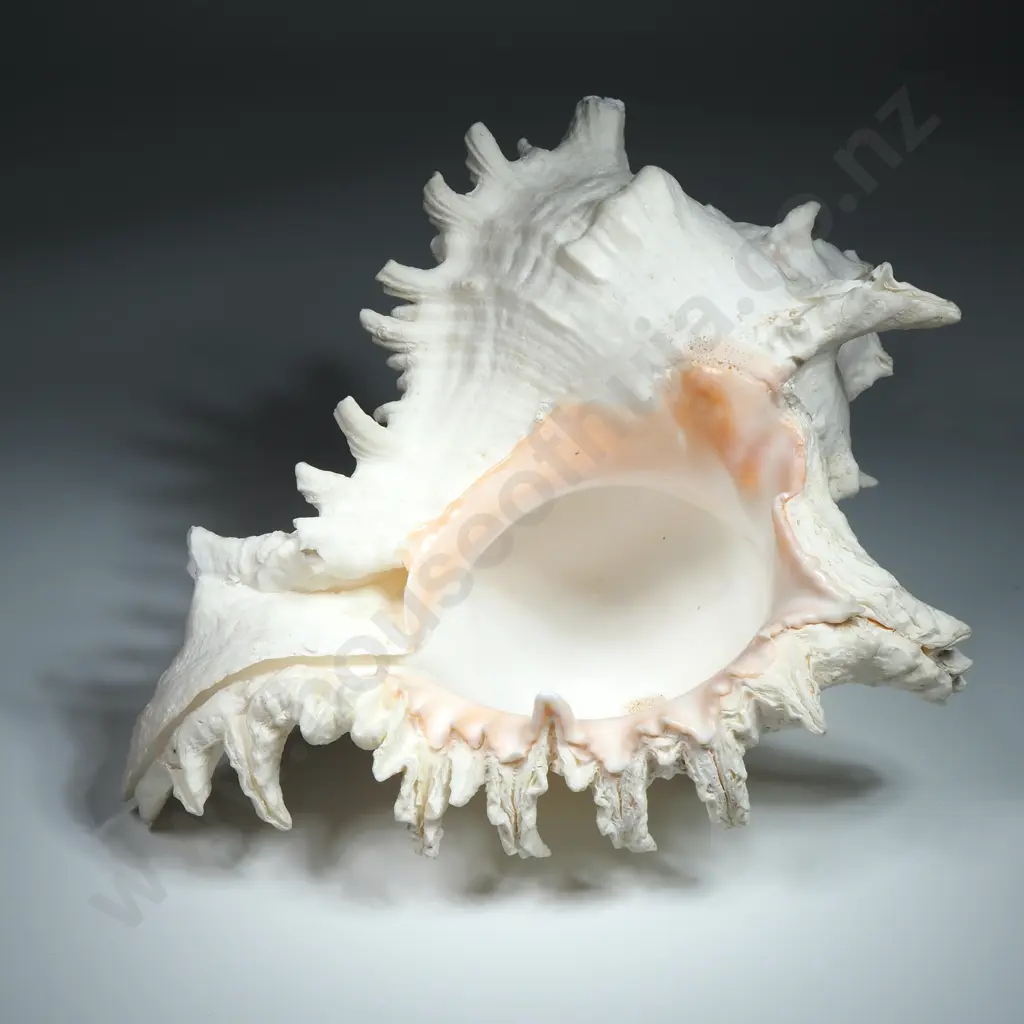 Giant Murex Ramosus Sea Shell - 240mm Image 1++