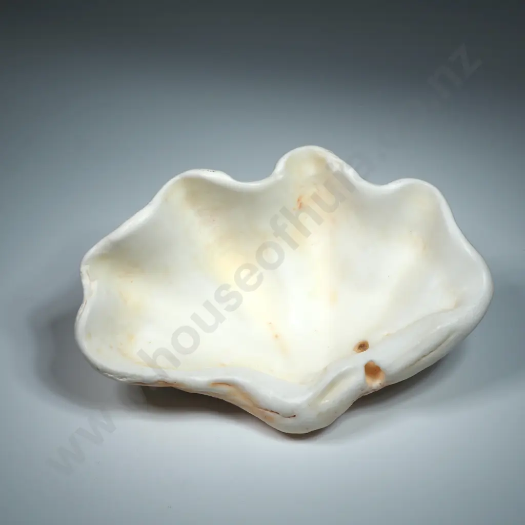 Large Clam Sea Shell - 150mm Image 1++