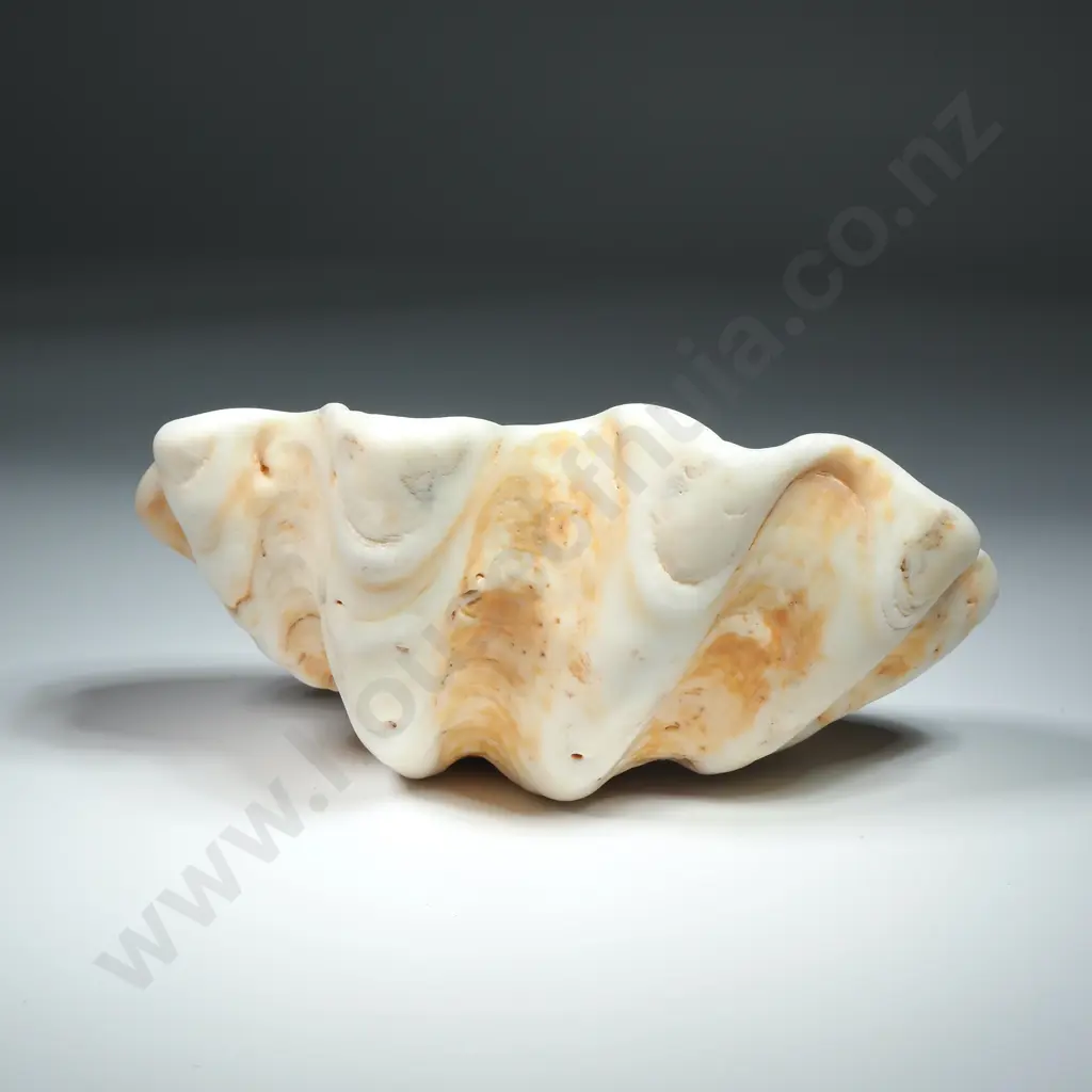 Large Clam Sea Shell - 150mm Image 1++