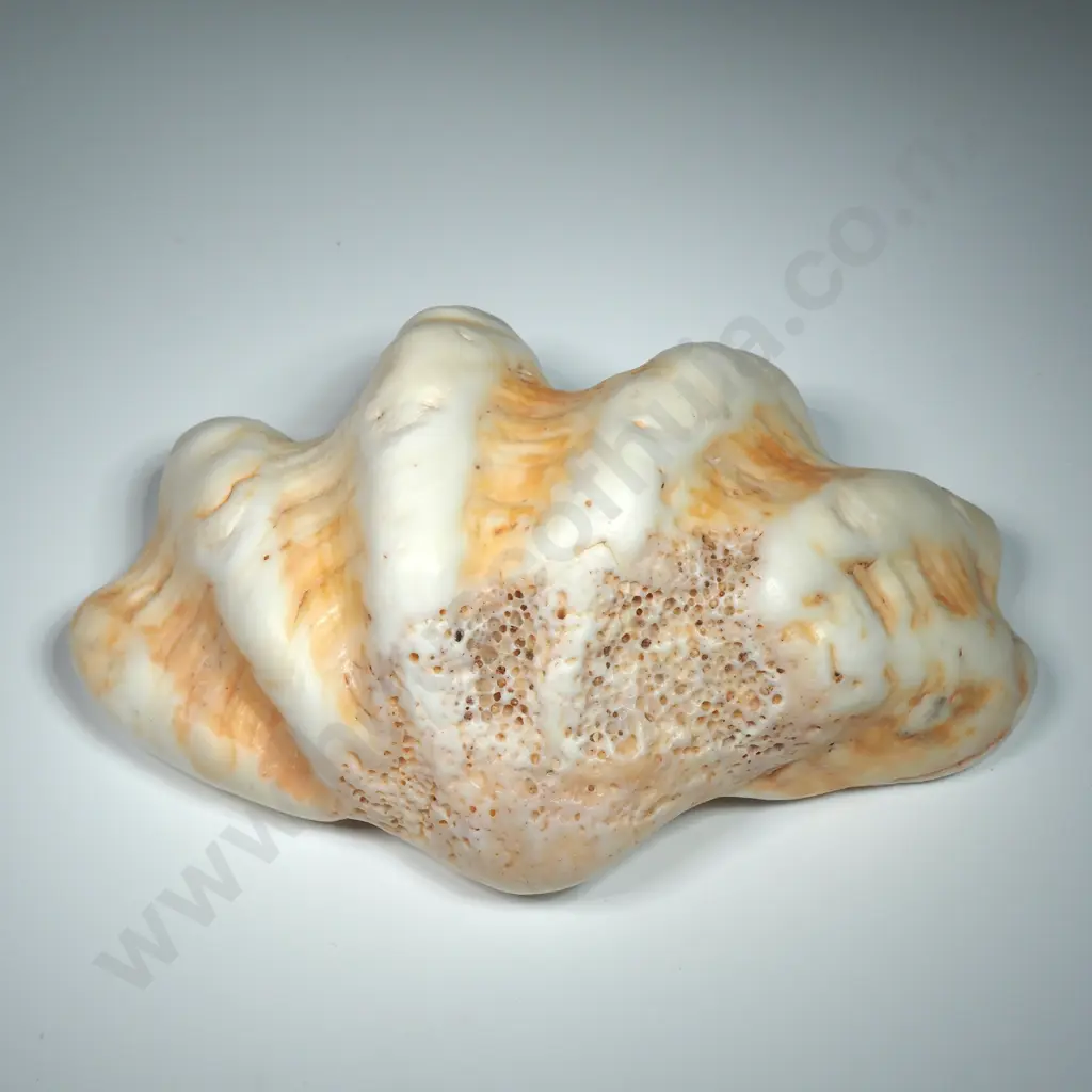 Large Clam Sea Shell - 150mm Image 1++