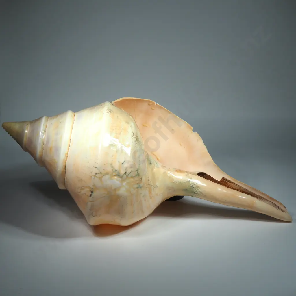 Large Australian Trumpet Sea Shell - 500mm Image 1++