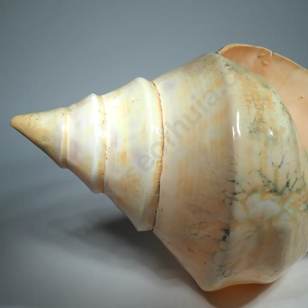 Large Australian Trumpet Sea Shell - 500mm Image 1++
